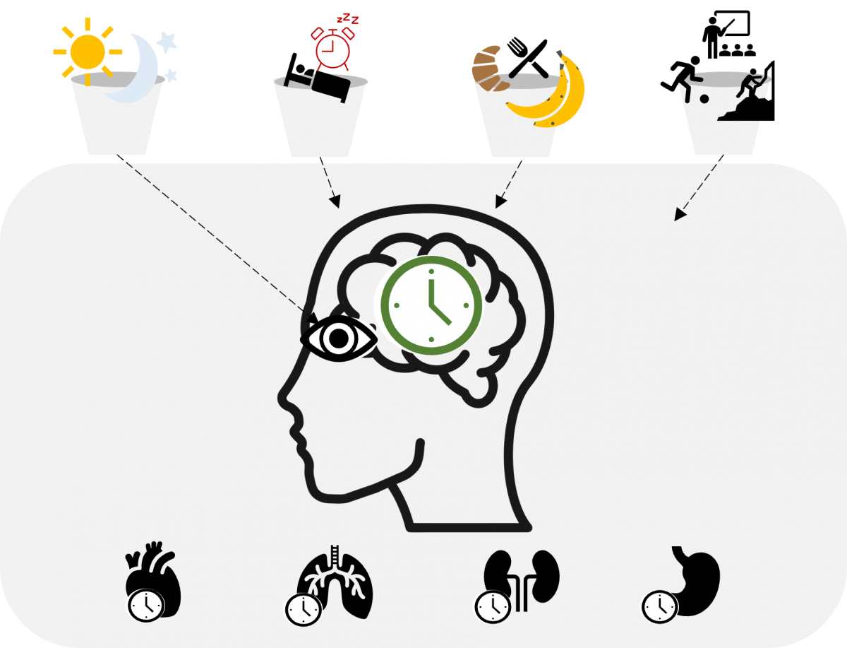 Bild 2: Verschiedene Faktoren aus der Umwelt liefern Informationen an die zentrale Uhr im Gehirn. Diese gibt die Infos an all die Mini-Uhren in den Zellen weiter und regelt so deren Zusammenspiel.