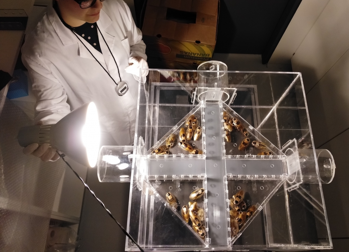 Bild 2: Unser komplett durchsichtiger Kasten aus Plexiglas: Das Kakerlaken-Labyrinth