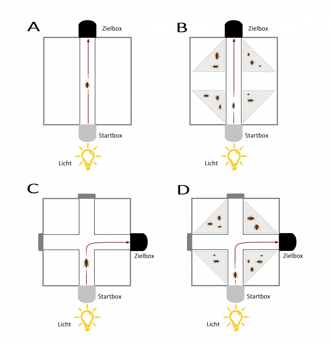 Bild 3: Die verschiedenen Aufgaben des Experiments, von denen jede Kakerlake eine Aufgabe insgesamt zehn Mal hintereinander durchlaufen musste