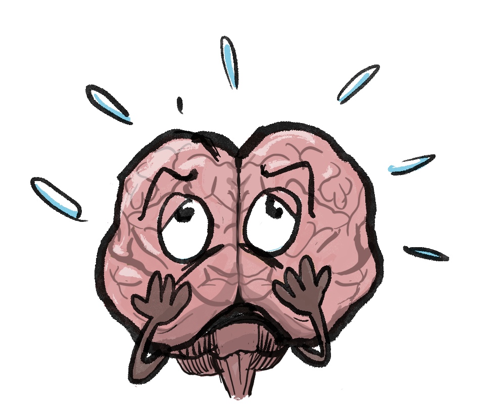 Bild 1: Gehirn