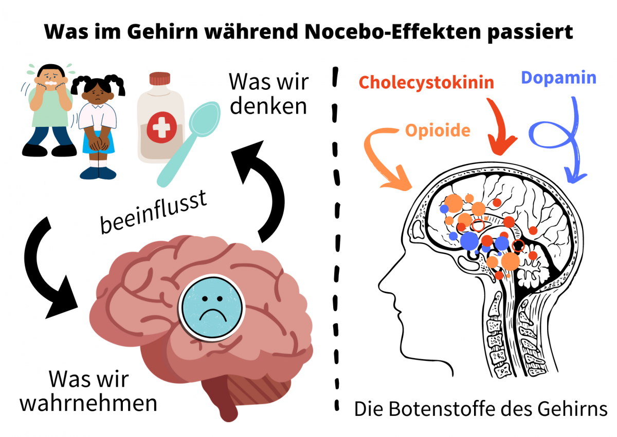 Bild 2: Was während des Nocebo-Effektes im Gehirn passiert: Bestimmte Regionen im Gehirn sind wichtig, wenn wir negative Assoziationen zwischen beispielsweise einem Medikament und einer unerwünschten Nebenwirkung herstellen. Gleichzeitig werden Botenstoffe in unserem Gehirn zur Steuerung dieser Prozesse eingesetzt. Diese könnten wichtig für Nocebo-Effekte bei Schmerzen sein. Dies zeigt, dass der Nocebo-Effekt nicht nur “ausgedacht” ist, sondern reale Auswirkungen auf den Körper und das Gehirn hat.