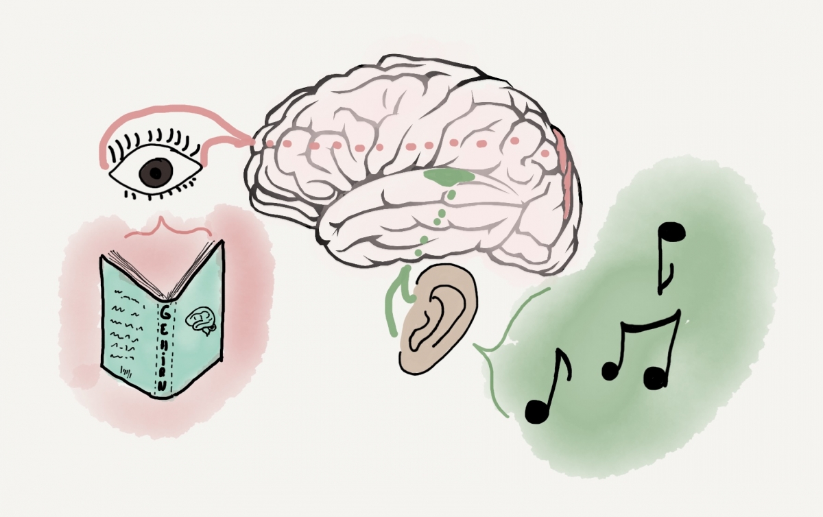 Bild 3: Wo unser Gehirn sieht und hört – spezialisierte Regionen in unserem Gehirn. Das gesehene Wort gelangt direkt von unseren Augen über die Sehbahn in den hinteren Teil des Gehirns. Die Neuronen in diesem Bereich sind auf das Sehen spezialisiert. Die Information über ein Geräusch oder einen Ton bezeichnen WissenschaftlerInnen als auditiven Reiz. Dieser gelangt in den Temporallappen, einen Bereich unseres Gehirns über unseren Ohren 