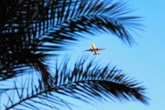 Ein Flugzeug durch Palmenblätter hindurch betrachtet.