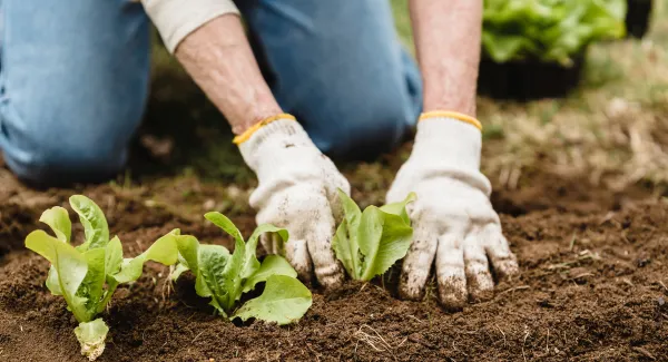 Mitpflanzen, miternten, mitwirken – Was Mitglieder bewegt, sich in einer Solidarischen Landwirtschaft zu engagieren