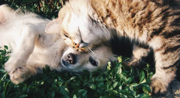 „So niedlich, da könnte ich reinbeißen!“: Was ist „Cute Aggression“?