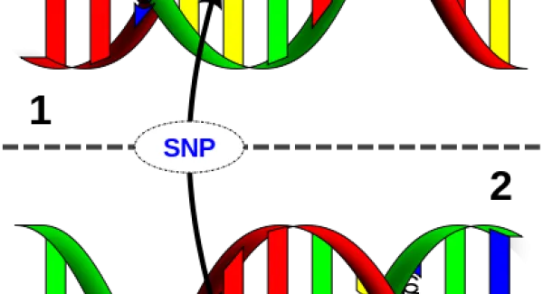 Machen unsere Gene uns schlau? Über die molekularen Grundlagen der Intelligenz