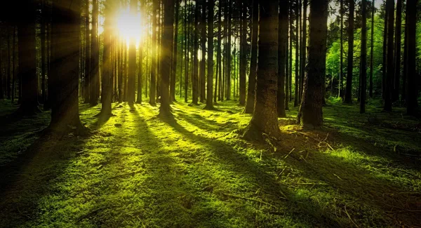 Waldbaden fürs Wohlbefinden