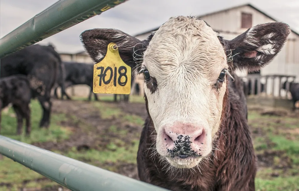 Das Fleischparadox: Warum es so schwerfällt, auf Fleisch zu verzichten