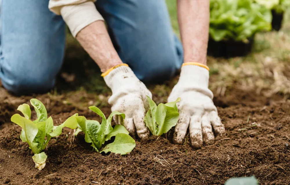 Mitpflanzen, miternten, mitwirken – Was Mitglieder bewegt, sich in einer Solidarischen Landwirtschaft zu engagieren