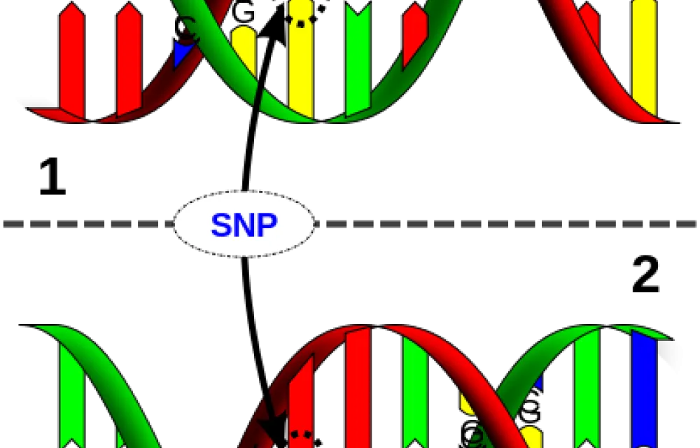 Machen unsere Gene uns schlau? Über die molekularen Grundlagen der Intelligenz