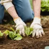Mitpflanzen, miternten, mitwirken – Was Mitglieder bewegt, sich in einer Solidarischen Landwirtschaft zu engagieren
