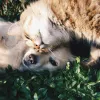 „So niedlich, da könnte ich reinbeißen!“: Was ist „Cute Aggression“?