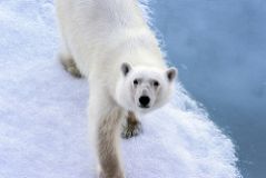 Bad News for Paris. Warum die LED-Lampen den Eisbären nicht retten und wir uns beim Energieverbrauch verhalten wie kleine Kinder mit zu viel Taschengeld