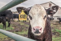 Das Fleischparadox: Warum es so schwerfällt, auf Fleisch zu verzichten