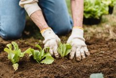 Mitpflanzen, miternten, mitwirken – Was Mitglieder bewegt, sich in einer Solidarischen Landwirtschaft zu engagieren