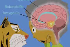 Dein gestresstes Gehirn- Was macht eigentlich ein Tiger im Klassenzimmer?