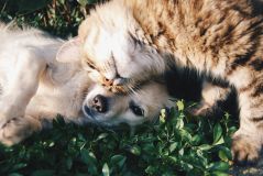 „So niedlich, da könnte ich reinbeißen!“: Was ist „Cute Aggression“?