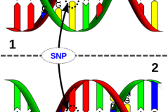 Machen unsere Gene uns schlau? Über die molekularen Grundlagen der Intelligenz