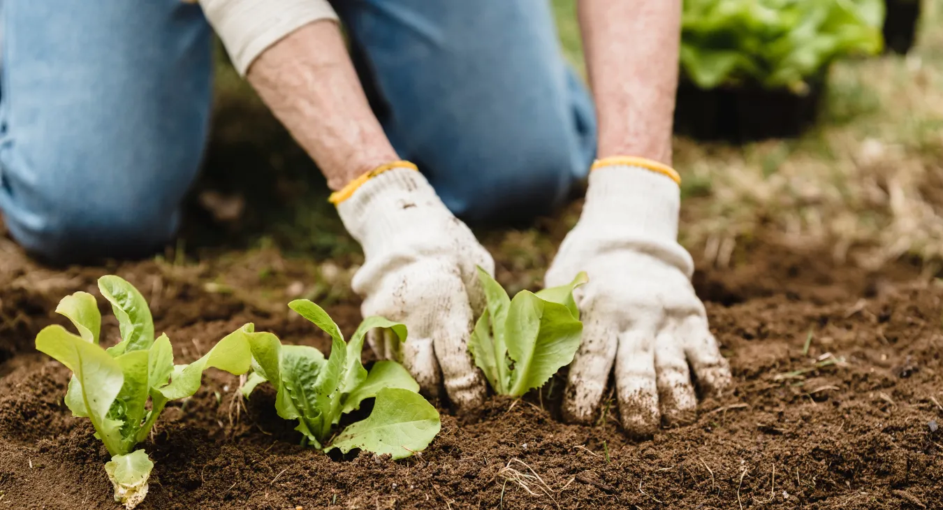 Mitpflanzen, miternten, mitwirken – Was Mitglieder bewegt, sich in einer Solidarischen Landwirtschaft zu engagieren