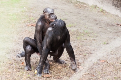 Geschlechtsverkehr zwischen zwei Zweigschimpansen. Bild: Rob Bixby via wikimediacommons (https://upload.wikimedia.org/wikipedia/commons/8/80/Bonobo_sexual_behavior_1.jpg, CC:https://creativecommons.org/licenses/by/2.0/deed.en)