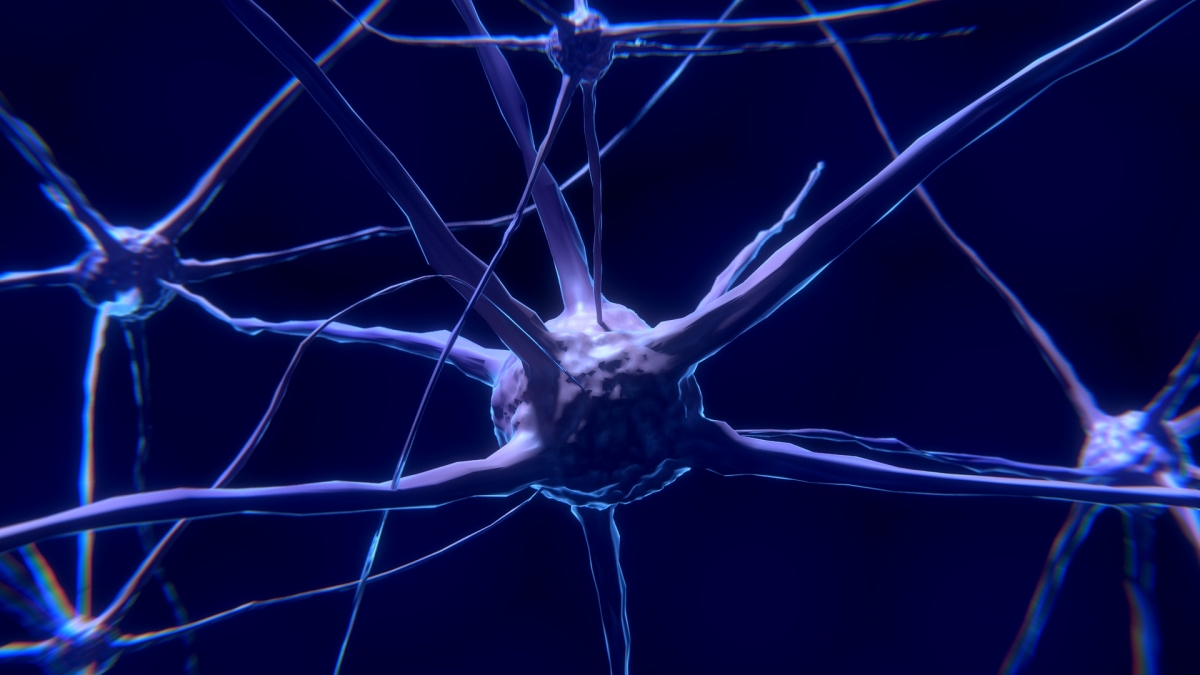 Das hierarchische Modell des Gehirns vernachlässigt die bekannte Komplexität der Nervenverbindungen und die zeitliche Dimension der Verarbeitung. Bild: ColiN00B via pixabay (https://pixabay.com/de/nervenzelle-neuron-gehirn-neuronen-2213009/, CC: https://creativecommons.org/publicdomain/zero/1.0/deed.de)